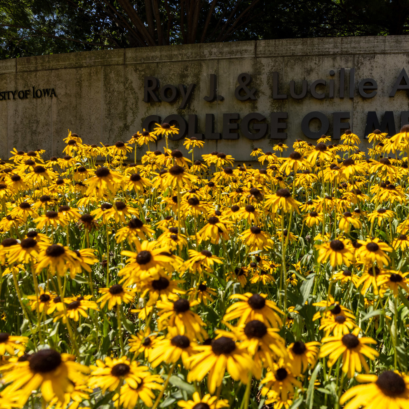 Flowers in front of a sign