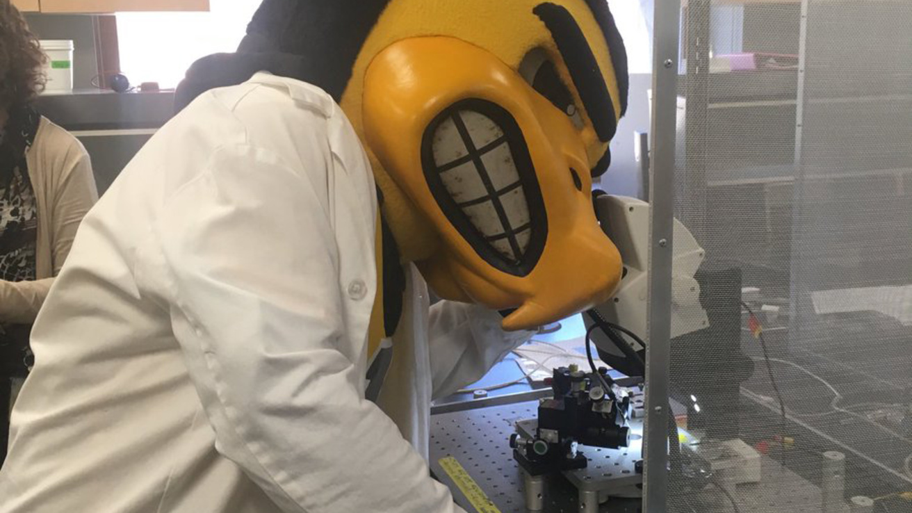 Iowa mascot in lab coat looking at microscope